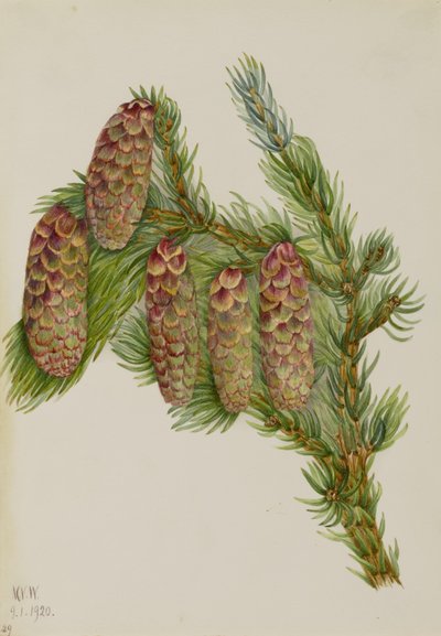 Engelmann-gran (Picea engelmanni) af Mary Vaux Walcott
