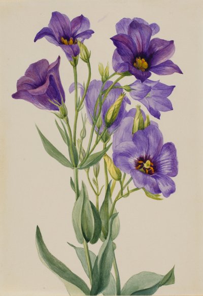 Eustoma russelianum af Mary Vaux Walcott