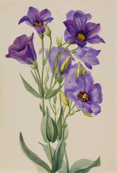 Eustoma russelianum, ca. begyndelsen af 1930