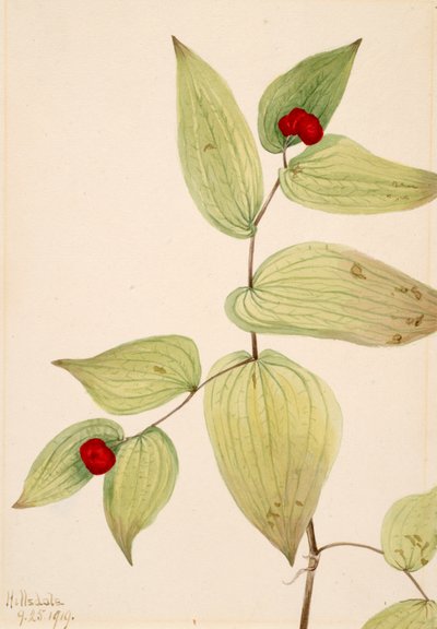 Fairy-Bells Disporum trachycarpum, 1919. af Mary Vaux Walcott