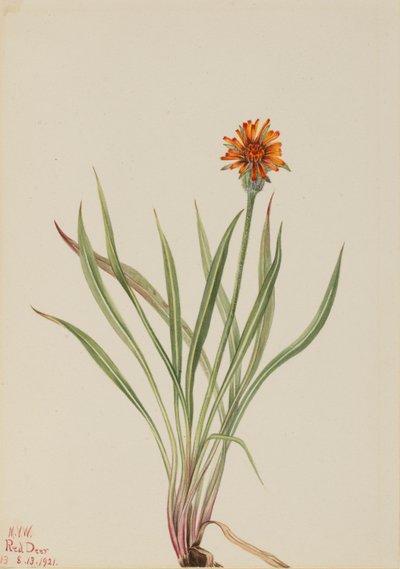 False Dandelion (Agoseris aurantiaca) af Mary Vaux Walcott