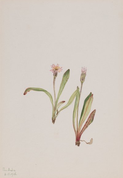 Falsk mælkebøtte Agoseris carnea, 1918. af Mary Vaux Walcott