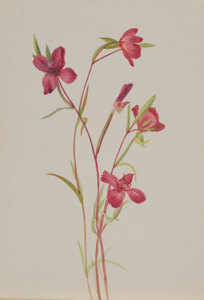 Farvel til foråret (Godetia amoena lilja) af Mary Vaux Walcott