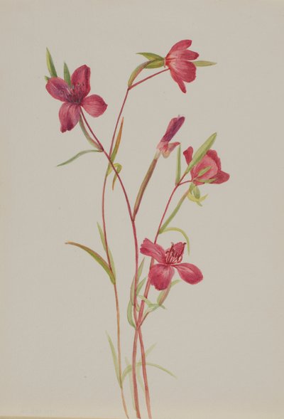 Farvel til Spring Godetia amoena lilje, ca. 1930