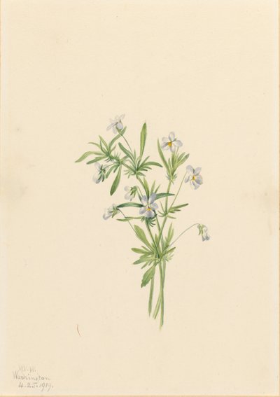 Markviol (Viola rafinesquii) af Mary Vaux Walcott