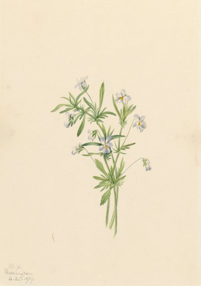 Feltviol Viola rafinesquii, 1919. af Mary Vaux Walcott
