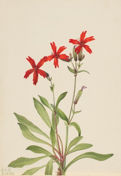 Brandrosa (Silene virginica) af Mary Vaux Walcott