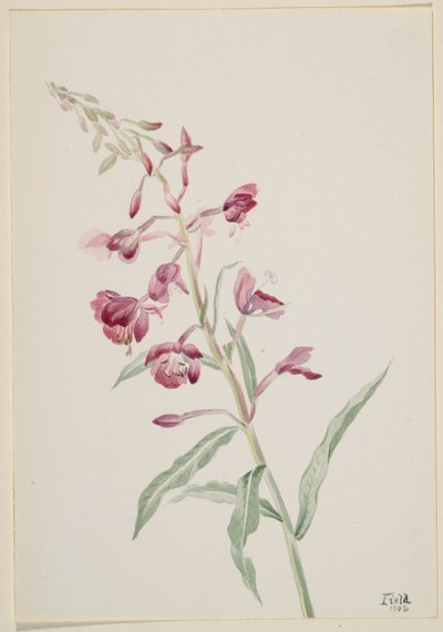 Brandbæger (Epilobium angustifolium) af Mary Vaux Walcott
