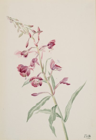 Fireweed Epilobium angustifolium, 1902. af Mary Vaux Walcott