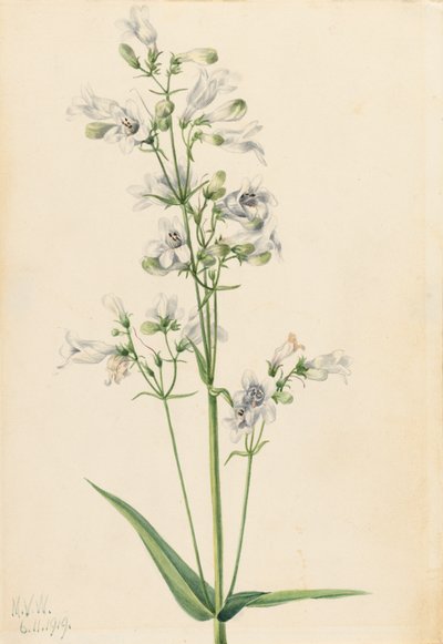 Foxglove Penstemon Penstemon digitalis, 1919. af Mary Vaux Walcott