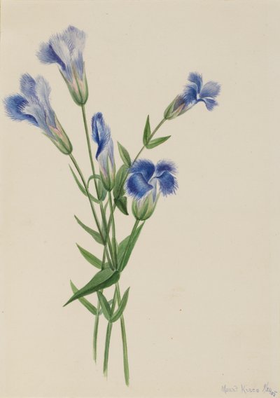 Frynset ensian (Gentiana crinita) af Mary Vaux Walcott