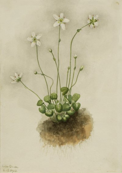 Parnassia med frynser (Parnassia fimbriata) af Mary Vaux Walcott