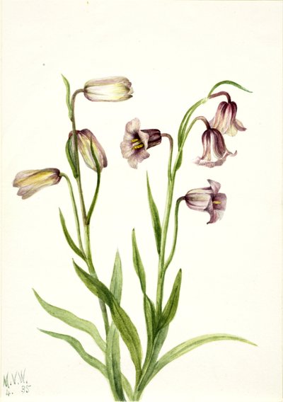 Fritillary Fritillaria biflora, 1935. af Mary Vaux Walcott