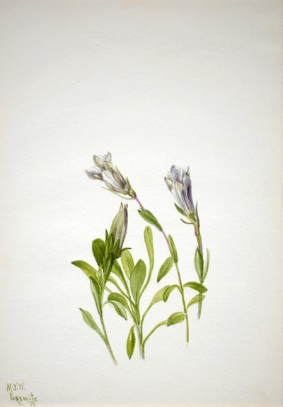 Gentian Gentiana newberry, 1938. af Mary Vaux Walcott