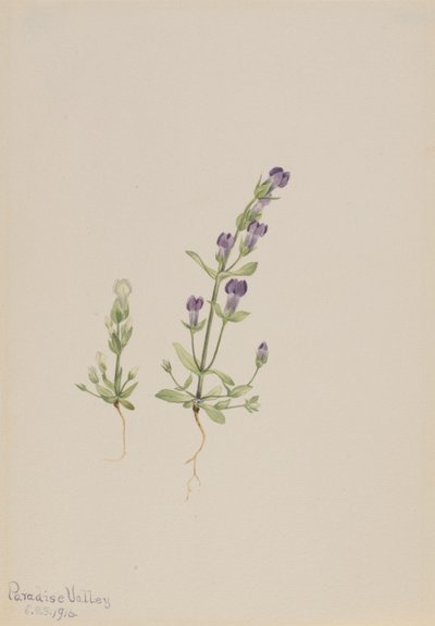 Gentiana propingua af Mary Vaux Walcott