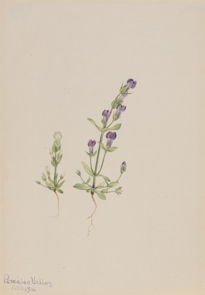 Gentiana propingua, 1916. af Mary Vaux Walcott