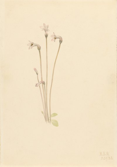 Spøgelsespibe (Thalesia uniflora) af Mary Vaux Walcott