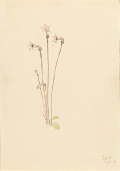Ghostpipe Thalesia uniflora, 1920. af Mary Vaux Walcott