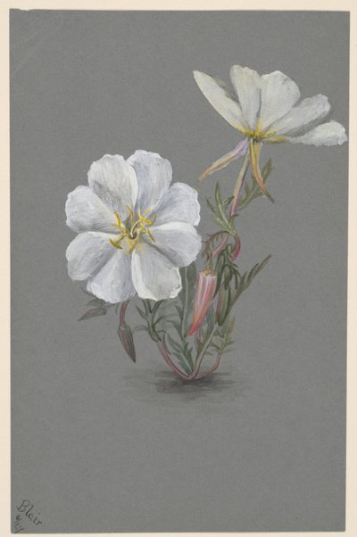 Kæmpe Helleborine Epipactis gigantea, ca. 1880. af Mary Vaux Walcott