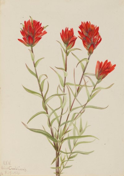 Kæmpe rød pensel (Castilleja miniata) af Mary Vaux Walcott