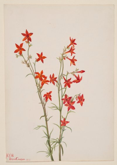 Gilia arizonica af Mary Vaux Walcott