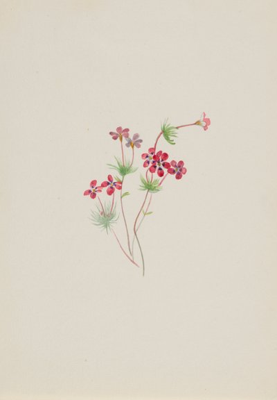 Gilia linanthus parviflorus af Mary Vaux Walcott