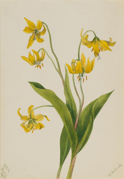 Glacierlily Erythronium grandiflorum, 1899. af Mary Vaux Walcott