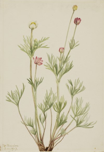 Globe Anemone Anemone globosa, 1917. af Mary Vaux Walcott