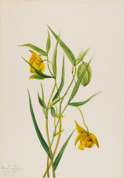 Golden Fairy Lanterne Calochortus amabilis, 1936. af Mary Vaux Walcott