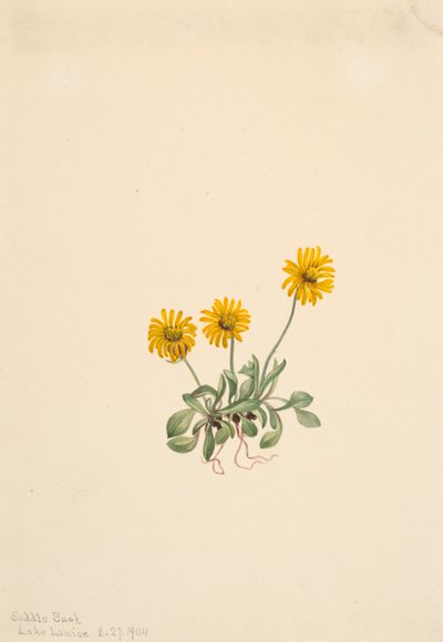 Golden Fleabane Erigeron aureus, 1904. af Mary Vaux Walcott