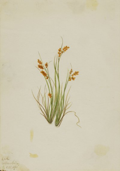Gyldenris (Carex aurea) af Mary Vaux Walcott