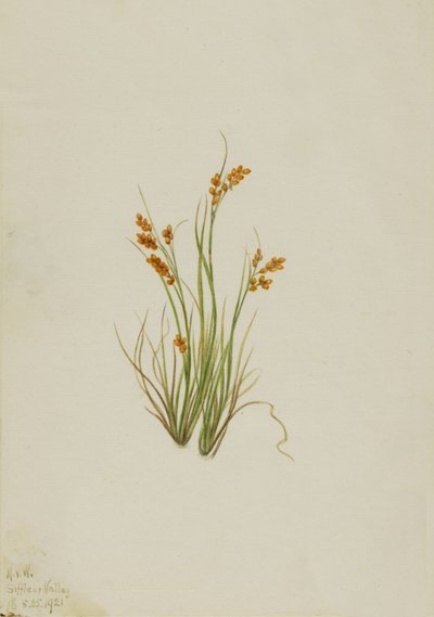 Golden Sedge Carex aurea, 1921. af Mary Vaux Walcott