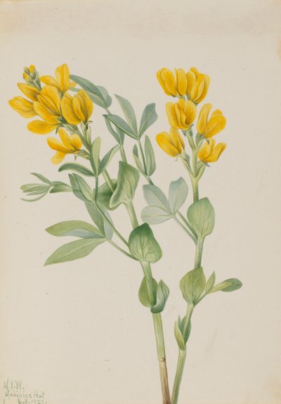 Goldenpea Thermopsis rhombifolia, 1923. af Mary Vaux Walcott