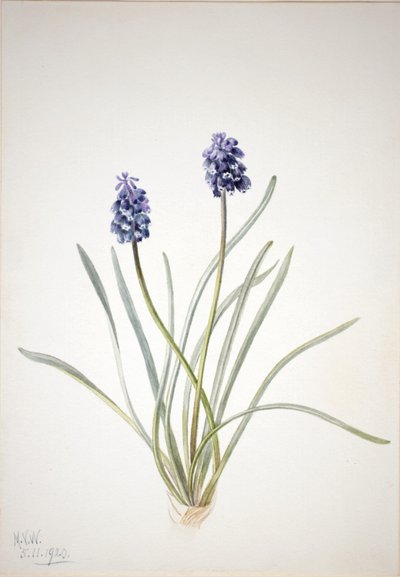 Druehyacint (Muscari racemosum) af Mary Vaux Walcott