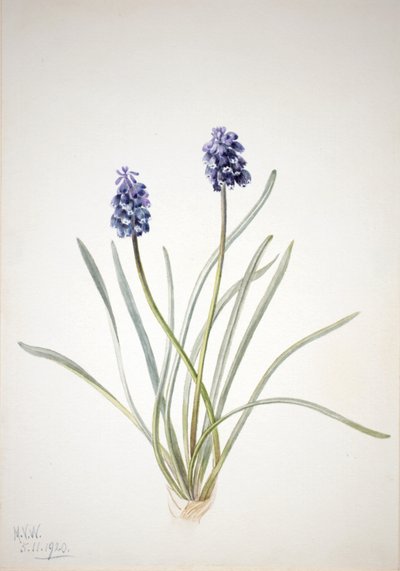 Drue Hyacinth Muscari racemosum, 1920. af Mary Vaux Walcott