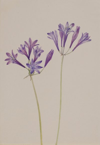 Græsnød Brodiaea laxa, 1933. af Mary Vaux Walcott