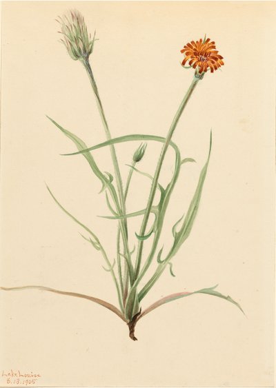 Græsblad Agoseris Agoseris graminifolia, 1905. af Mary Vaux Walcott