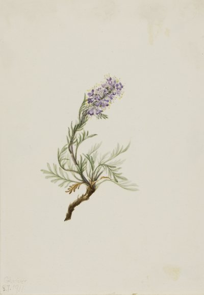 Grå phacelia (Phacelia sericea) af Mary Vaux Walcott
