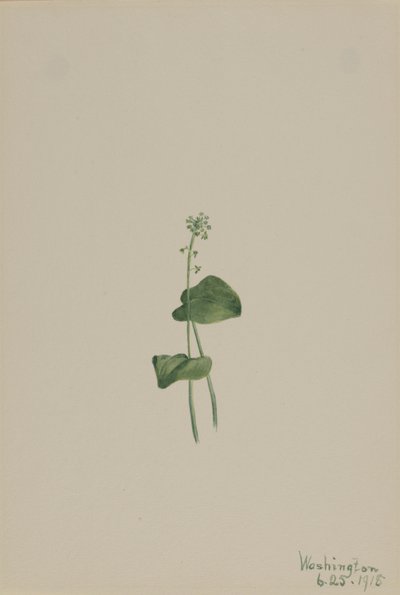 Grøn hugormemund (Malaxis unifolia) af Mary Vaux Walcott
