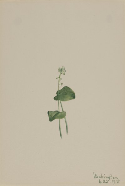 Grøn hugormemund Malaxis unifolia, af Mary Vaux Walcott