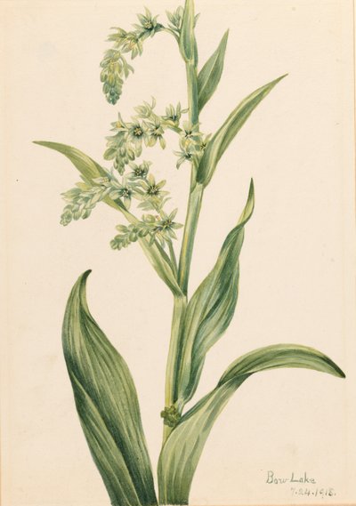 Grøn bjørnekål (Veratrum viride) af Mary Vaux Walcott