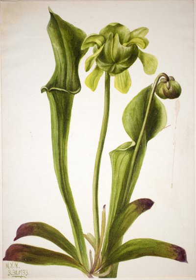 Grøn kandebærerplante (Sarracenia orephila) af Mary Vaux Walcott