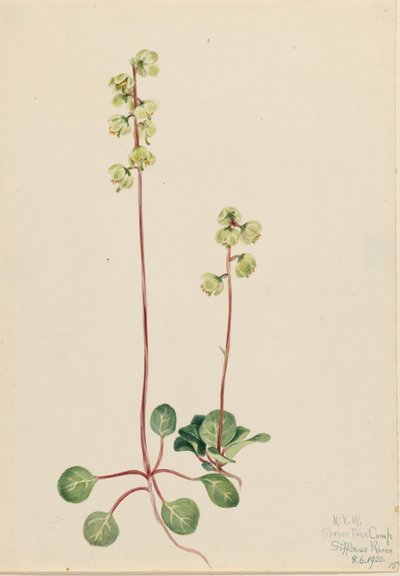 Grøn pyrola (Pyrola chlorantha) af Mary Vaux Walcott