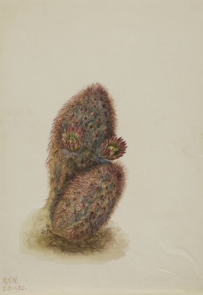 Grøn jordbærkaktus (Echinocereus viridiflorus) af Mary Vaux Walcott