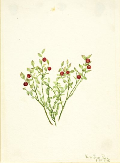 Rypebær (Vaccinium scoparium) af Mary Vaux Walcott