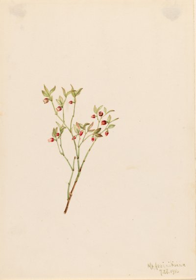 Rypebær (Vaccinum scoparium) af Mary Vaux Walcott