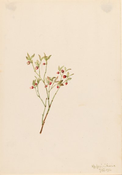 Grouse Whortleberry Vaccinum scoparium, 1916. af Mary Vaux Walcott