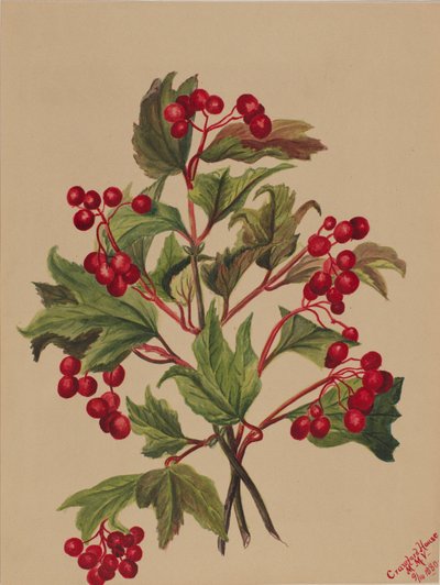 Rypebær Viburnum americanum, 1880. af Mary Vaux Walcott