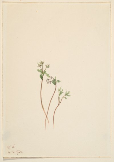 Harbinger of Spring (Erigenia bulbosa) af Mary Vaux Walcott