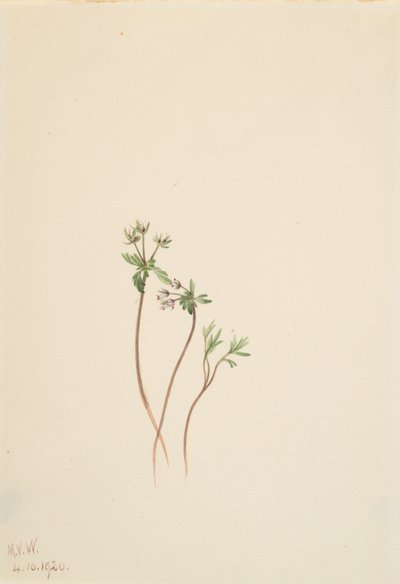 Forårsbebuder Erigenia bulbosa, 1920. af Mary Vaux Walcott
